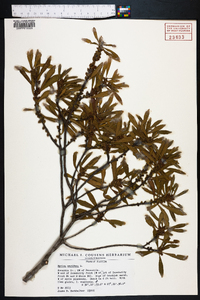 Myrica cerifera image