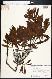 Myrica cerifera image