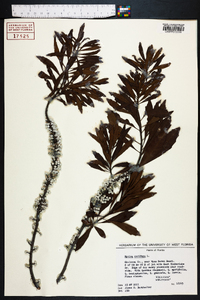 Myrica cerifera image