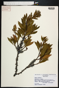 Myrica cerifera image