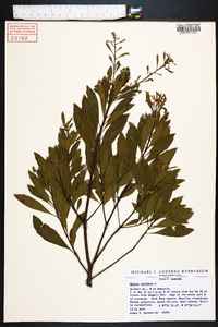 Myrica cerifera image