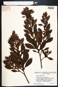 Myrica inodora image