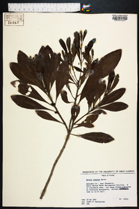 Myrica inodora image