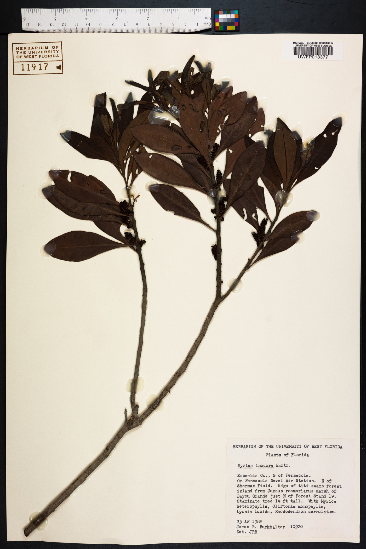 Myrica inodora image