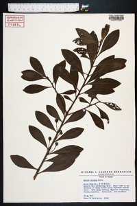 Myrica inodora image