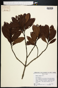 Myrica inodora image