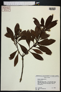 Myrica inodora image