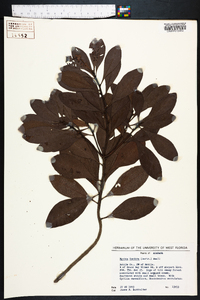 Myrica inodora image