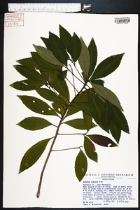 Ardisia crenata image