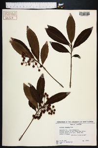 Ardisia crenata image