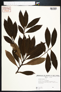 Ardisia crenata image