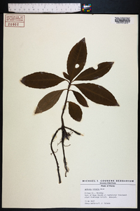 Ardisia crenata image