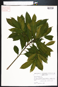 Ardisia crenata image