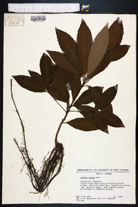 Ardisia crenata image