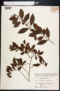 Eugenia myrtifolia image