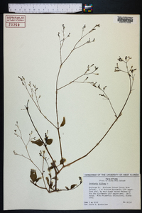 Boerhavia diffusa image