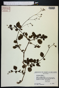 Boerhavia diffusa image