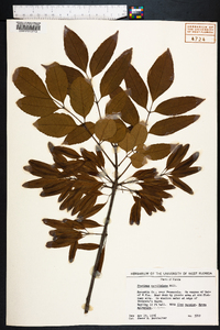 Fraxinus caroliniana image