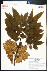Fraxinus caroliniana image