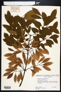 Fraxinus caroliniana image