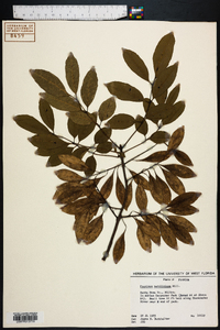 Fraxinus caroliniana image