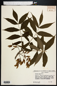 Fraxinus nigra image