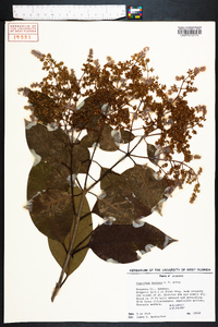 Ligustrum lucidum image