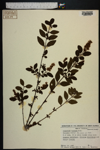 Ligustrum sinense image