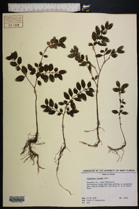 Ligustrum sinense image