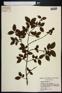 Ligustrum sinense image