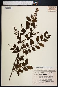 Ligustrum sinense image