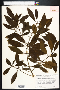 Osmanthus americanus image