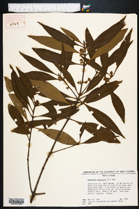 Osmanthus americanus image