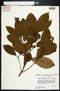 Osmanthus americanus image