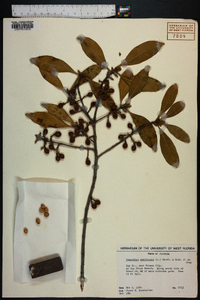 Osmanthus americanus image