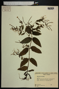 Epilobium montanum image