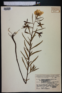 Ludwigia bonariensis image