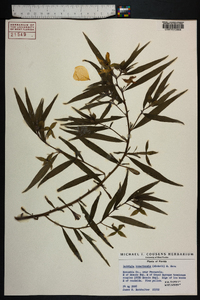 Ludwigia bonariensis image