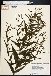 Ludwigia decurrens image