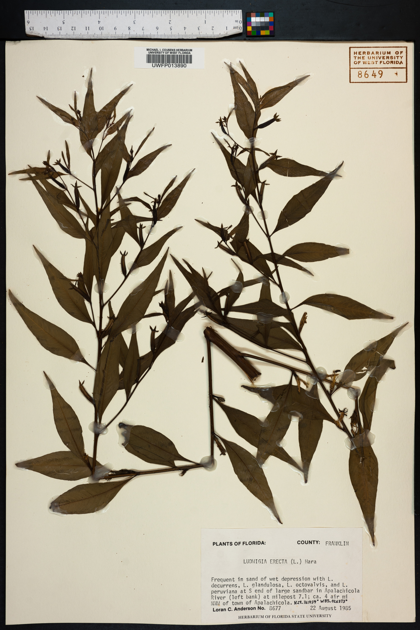 Ludwigia erecta image