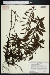 Ludwigia glandulosa image