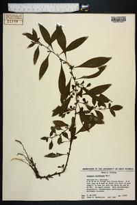 Ludwigia glandulosa image