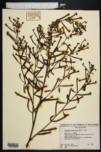 Ludwigia leptocarpa image