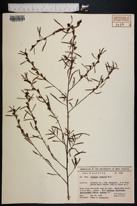 Ludwigia linearis image