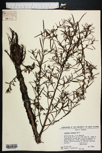 Ludwigia linearis image