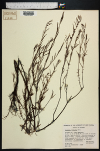 Ludwigia linearis image