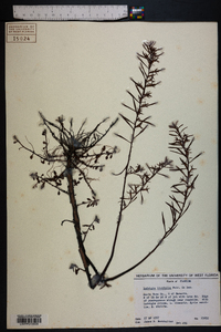 Ludwigia linifolia image