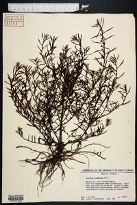 Ludwigia linifolia image