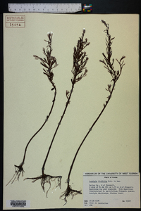 Ludwigia linifolia image