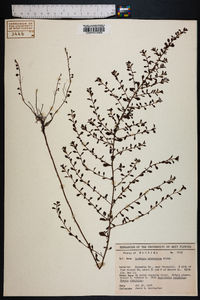 Ludwigia microcarpa image